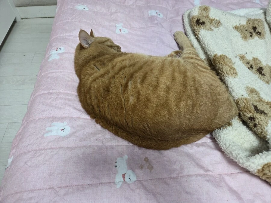 고양이같은건 함부로 키우면 안됨