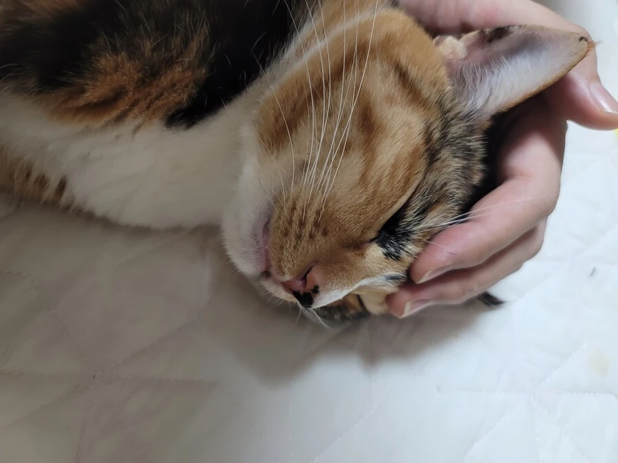 추탭갈) 애옹이가 이렇게 누워있을땐 기분이 좋다는 것_5.jpg