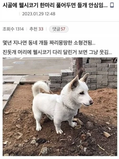 안흔한 시골의 들개 방지법