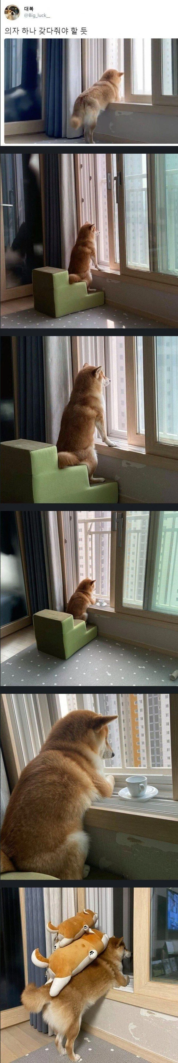 옆집 훔쳐보는게 취미인 댕댕이