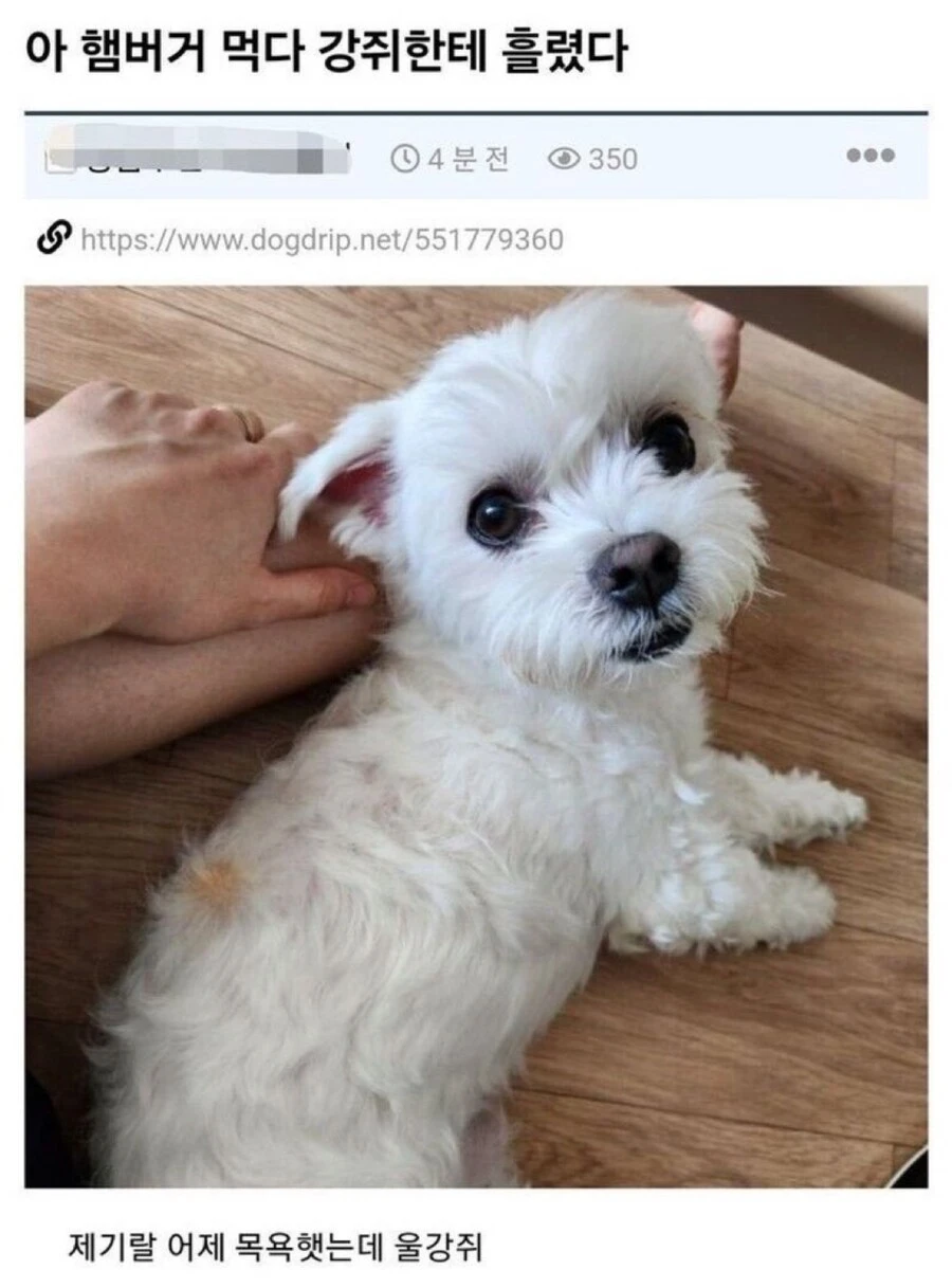 햄버거 대참사