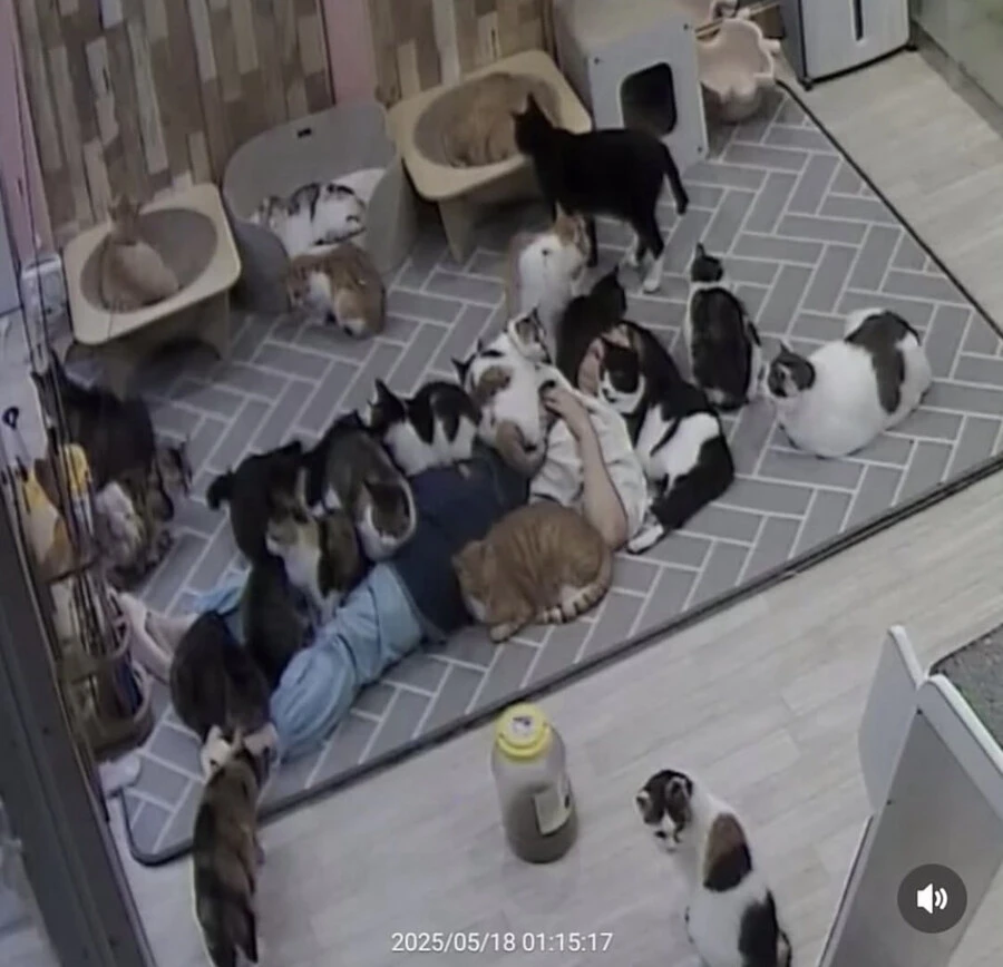 고양이 쉼터에서 6시간 잔 사람_3.jpg